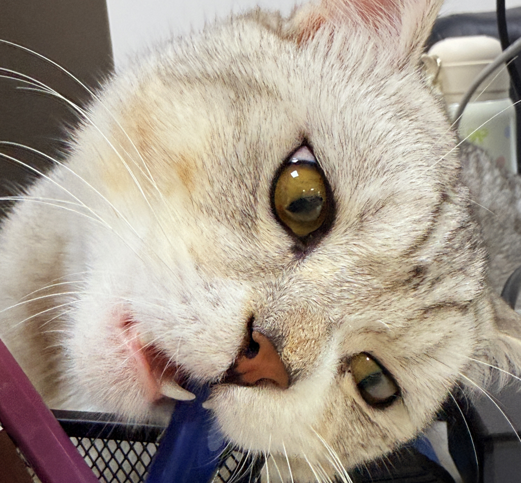 拼多多店铺怎么注册开店？