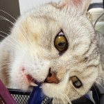 拼多多店铺怎么注册开店？