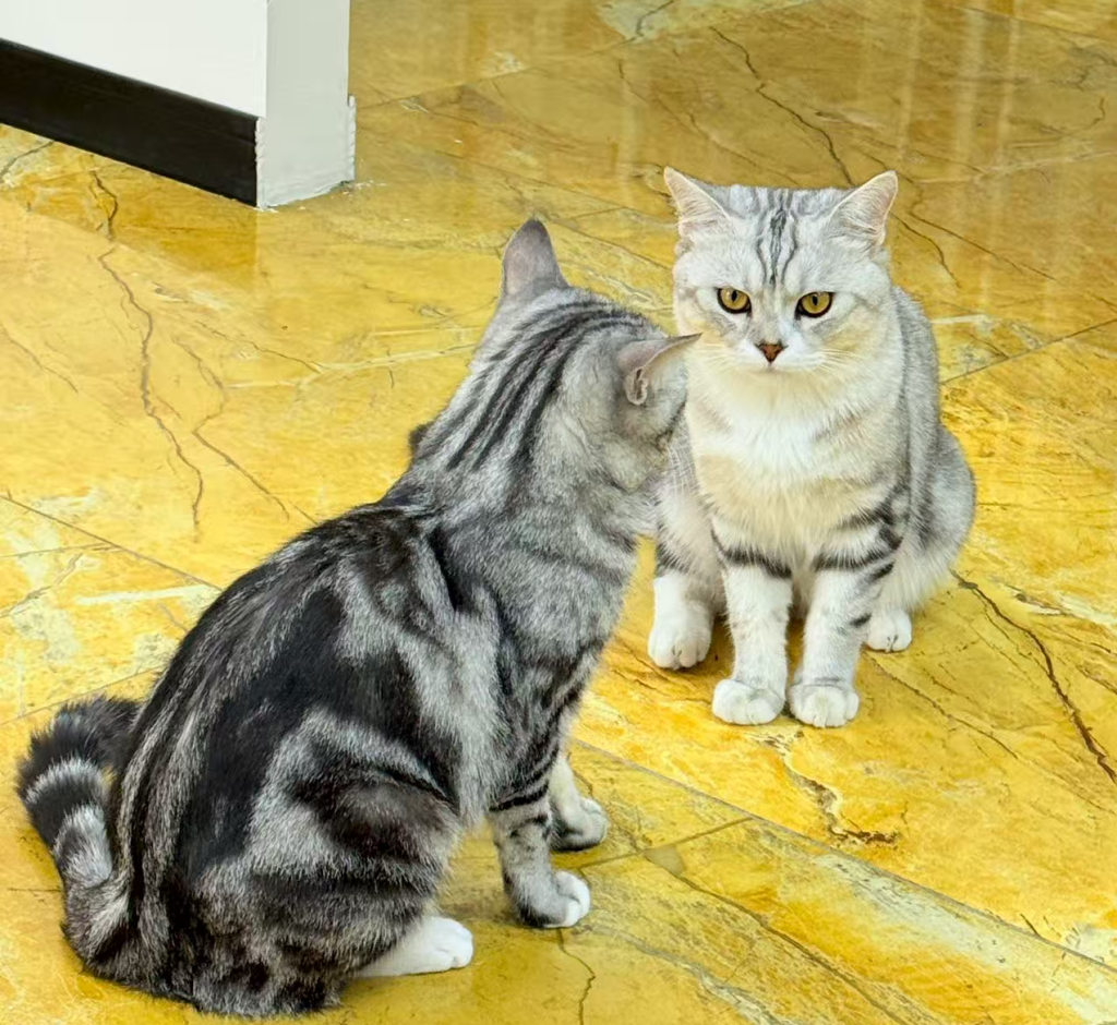 小红书入驻条件及费用？