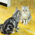 小红书入驻条件及费用？