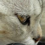 拼多多商品轮播图尺寸是多少？