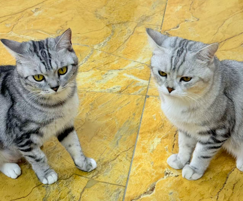 新开的拼多多店铺怎么样才能有销量？