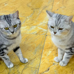 新开的拼多多店铺怎么样才能有销量？