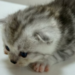 阿里巴巴店铺限流了怎么办？