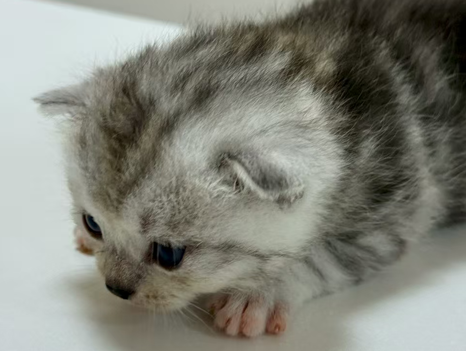 阿里巴巴店铺限流了怎么办？