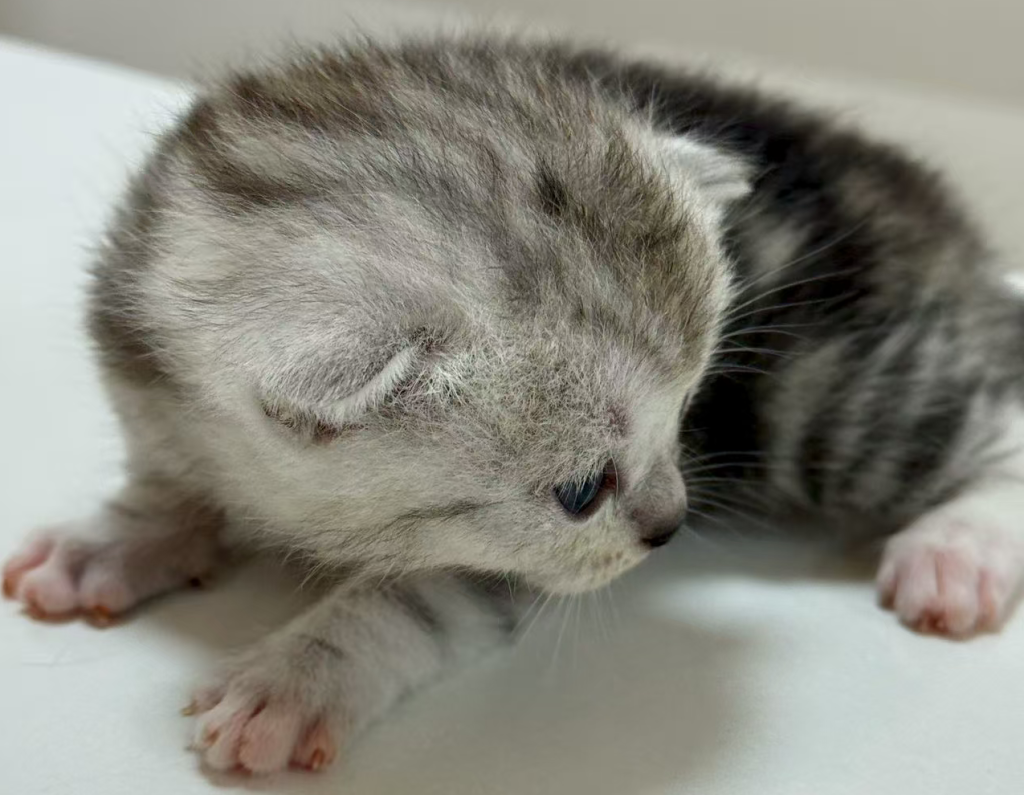 新手做拼多多卖什么好？