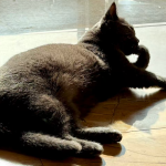 淘宝五招白嫖流量！