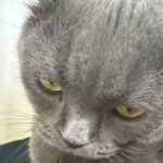 拼多多商品详细页面怎么做？