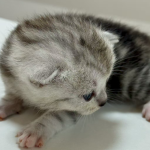 新手开拼多多店铺需要准备什么？