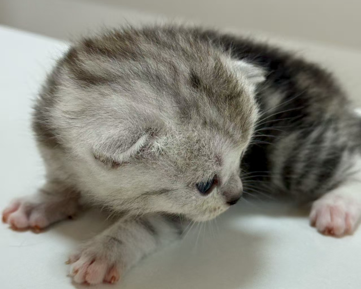 新手开拼多多店铺需要准备什么？