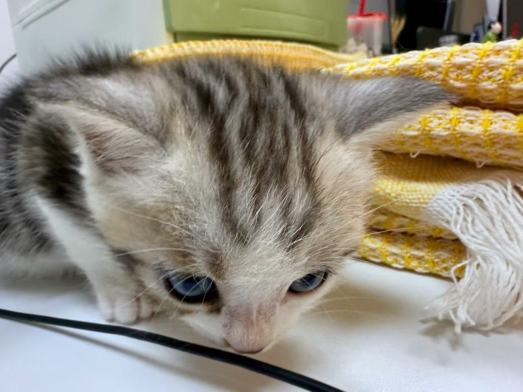 怎样入驻拼多多平台卖货？