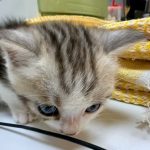 怎样入驻拼多多平台卖货？