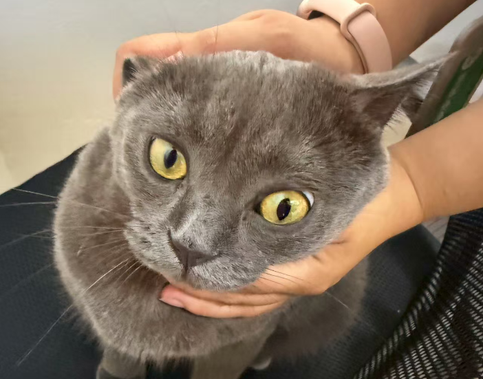 拼多多新店没有流量的怎么办？