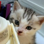 抖音怎样才有流量扶持?