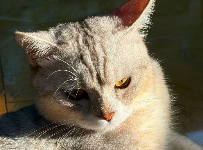 如何提高拼多多的店铺评分？