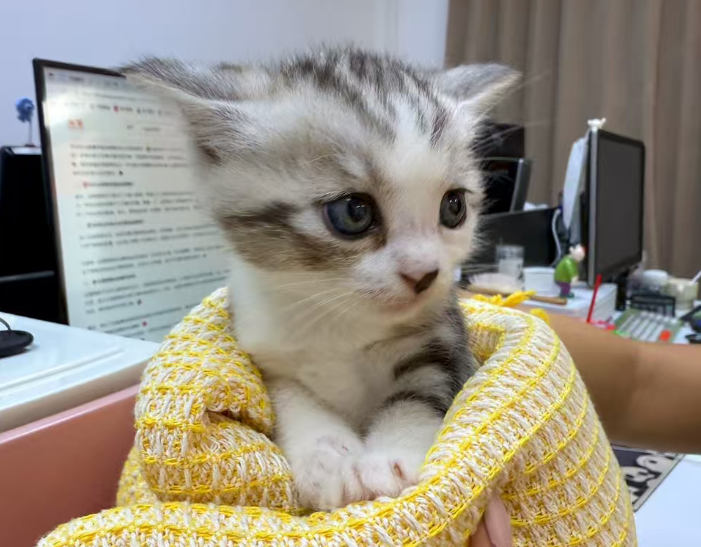 拼多多自动驳回仅退款怎么设置？