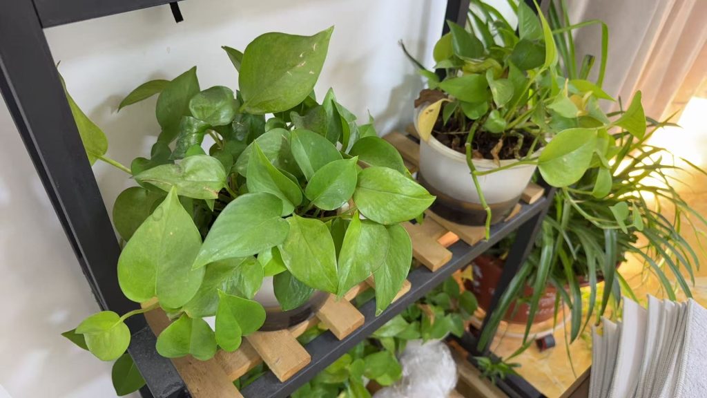 淘宝店铺自然流量怎么提升？