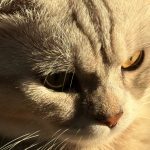 拼多多突然涨价会有什么影响？