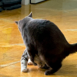 拼多多评分低于多少会被降权？对店铺有什么影响？