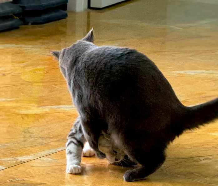 拼多多评分低于多少会被降权？对店铺有什么影响？