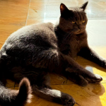 小红书商家入驻流程是什么？